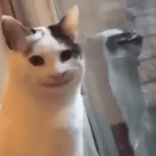 ☺️ кот, мем, смешно, животное, питомец telegram sticker