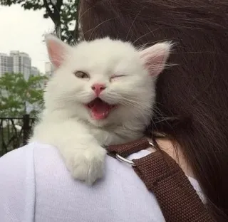😉 chat, chaton, mignon, animal, blanc, animal de compagnie whatsapp sticker