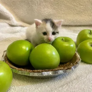 🍏 chaton, pommes, tarte, mignon, animal, nourriture, pommes vertes, chat telegram sticker