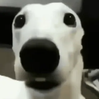 😬 perro, animal, mascota, gracioso, meme, lindo, doge, perro blanco telegram sticker