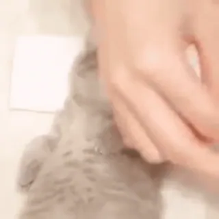😴 gato, gatinho, animal de estimação, animal, fofo whatsapp sticker