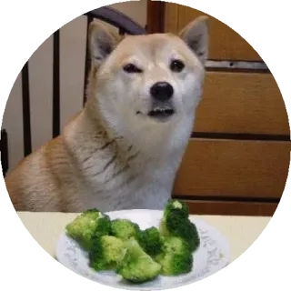 😬 pies, shiba inu, brokuł, jedzenie, zwierzę, zwierzak, słodki telegram sticker