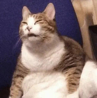 🍣 猫, 動物, ミーム, 面白い, ペット, 眠い telegram sticker