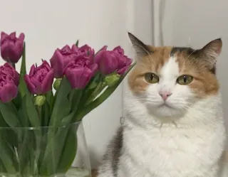 🥳 gato, flores, tulipanes, gato calicó, mascota, animal telegram sticker