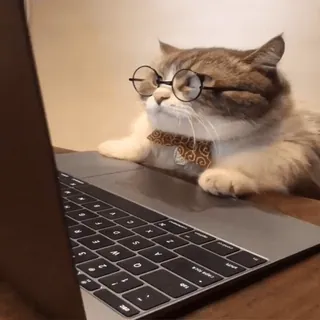 ❤️ chat, ordinateur portable, lunettes, nœud papillon, animal, ordinateur, animal de compagnie, mignon whatsapp sticker