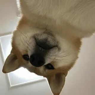 🐾 Hund, Shiba Inu, Tier, süß, Haustier, Haustier whatsapp sticker