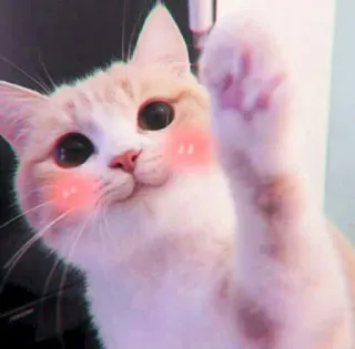 🍓 gato, gatito, lindo, animal, mascota, gato doméstico telegram sticker