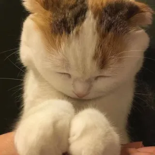 😪 cat, kitten, animal, cute, sleeping whatsapp sticker