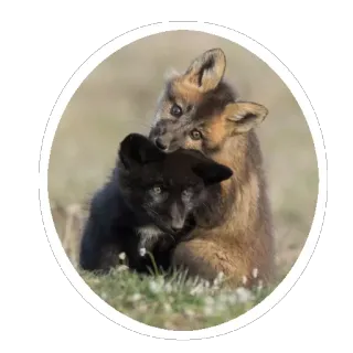 🦊 füchse, tiere, wildtiere, süß, baby füchse, fuchswelpen telegram sticker
