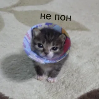 🥺 не пон cat, kitten, animal, cone, russian telegram sticker
