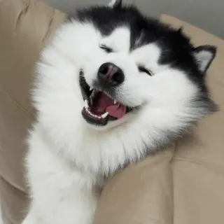 🐾 Hund, glücklich, Lächeln, Husky, süß, Haustier, Tier whatsapp sticker