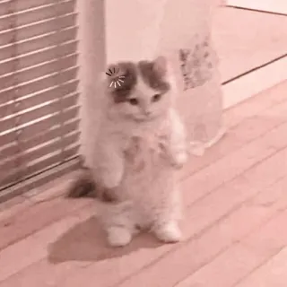 🐈 Katze, Kätzchen, Tier, Haustier, süß, stehend, lustig whatsapp sticker