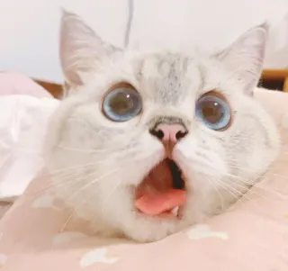 😳 кот, милый, удивлённый, шокированный, голубые глаза, домашнее животное, животное telegram sticker