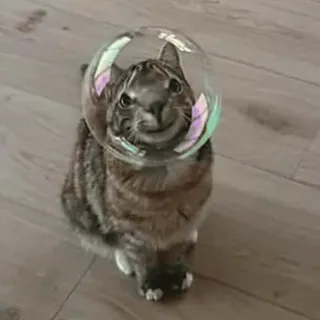 🙂 gato, animal, bolha, animal de estimação, engraçado, fofo, gato doméstico telegram sticker