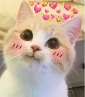 💖 chat, mignon, animal, kawaii, coeurs, animal de compagnie, chaton whatsapp sticker