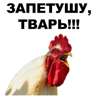 ✌️ ЗАПЕТУШУ, ТВАРЬ!!! Tier, Hahn, beleidigend, Slang telegram sticker
