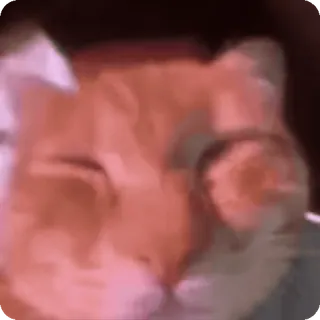 📞 gato, animal, animal de estimação, laranja, fofo, animal doméstico telegram sticker