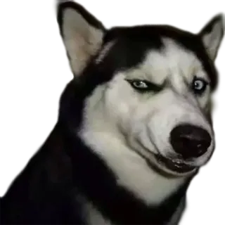 😠 Hund, Husky, Tier, Haustier, Meme, Lustig, Sarkastisch telegram sticker