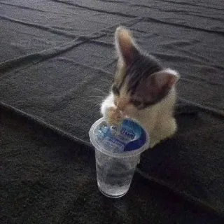 🥳 kätzchen, katze, wasser, trinken, haustier, süß telegram sticker
