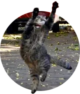 💃 gato, super-herói, engraçado, animal, fofo whatsapp sticker