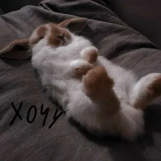 🐰 хочу lapin, dormir, mignon, animal whatsapp sticker