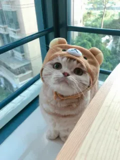 🦁 gato, animal, lindo, mascota, gorro de oso telegram sticker