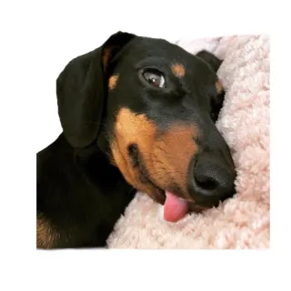 😛 dog, dachshund, pet, animal, cute whatsapp sticker