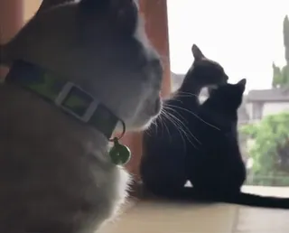 🐱 kot, okno, zwierzę domowe, zwierzę domowe telegram sticker