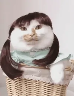 🐈 cat, wig, pet, animal, funny, cute, basket, domestic cat telegram sticker