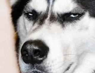 😐 dog, husky, smug, animal, meme whatsapp sticker