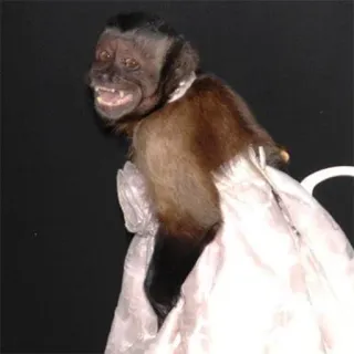 👠 singe, robe, animal, drôle, mignon, capucin, animal de compagnie telegram sticker