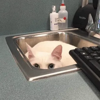 😶 gato, pia, gato branco, animal, animal de estimação, fofo, escondido whatsapp sticker