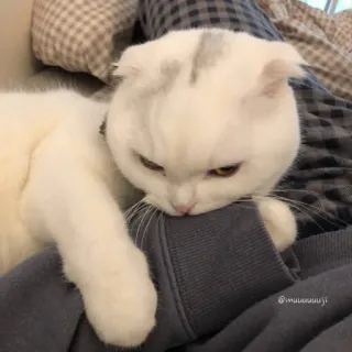 😤 @muuuuuuuji кот, белый кот, питомец, животное, милый, домашнее животное telegram sticker