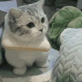 🐈⬛️ кот, милый, животное, питомец, домашний, смешной telegram sticker