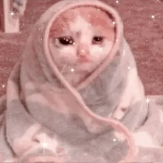 🐱 고양이, 새끼 고양이, 동물, 애완 동물, 슬픈, 수건, 귀여운 telegram sticker