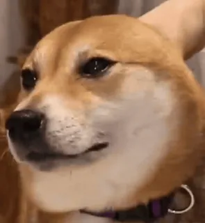 😢 perro, corgi, animal, mascota, lindo, meme telegram sticker