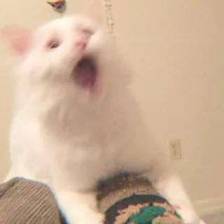 🐈 gato, gato branco, animal, animal de estimação, animal doméstico, gato bocejando telegram sticker
