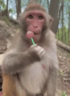 ☺️ monkey, lollipop, animal, cute, sweet telegram sticker