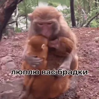 🐵 люплю вас брадки mono, animales, familia, lindo whatsapp sticker