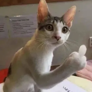 😶 cat, thumbs up, kitten, cute, animal telegram sticker