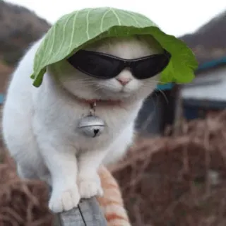 🐱 gatto, cavolo, occhiali da sole, divertente, animale, animale domestico telegram sticker