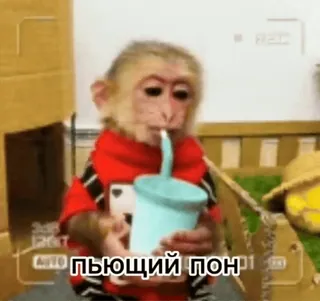 👅 пьющий пон monyet, minum, imut, binatang, meme telegram sticker