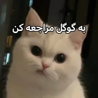 😒 به گوگل مراجعه کن gatto, meme, umorismo, animale, divertente telegram sticker