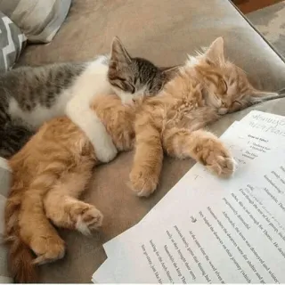 ❤️ cats, sleeping, kittens, pet, animals, domestic animals, feline telegram sticker