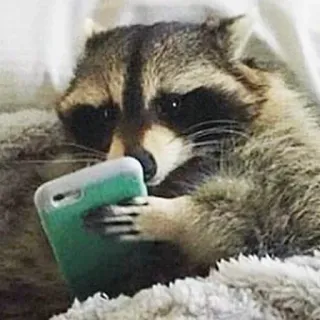 📱 mapache, teléfono, animal, lindo, mamífero telegram sticker