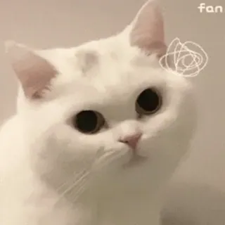 🐱 猫, 白猫, 可爱, 动物, 宠物, 小猫, 傻 whatsapp sticker