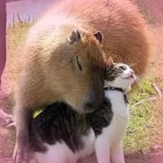 Capybara Are My Life whatsapp stickers