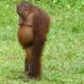 😕 Orang-Utan, Affe, Tier, Säugetier, Wildtier, Natur telegram sticker