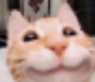 ☺️ chat, animal, animal de compagnie, mème, chat roux, drôle, mignon telegram sticker