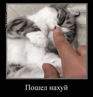 🌟 Пошел нахуй cat, offensive, rude, meme telegram sticker